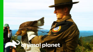 8th Season Premiere of Client Show "North Woods Law" on Animal Planet